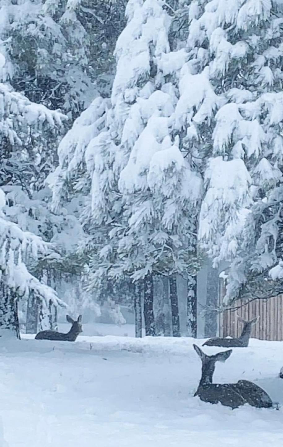 Kathys Cabin, King Bed, Hot Tub, Near-Nau & Downtown Attractions, Perfect Year-Round Mountain Getaway Flagstaff Eksteriør bilde